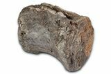 Fossil Dinosaur (Tenontosaurus) Caudal Vertebra - Montana #342282-1